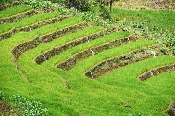 Campo de arroz con terrazas verdes en Chiangmai — Foto de Stock