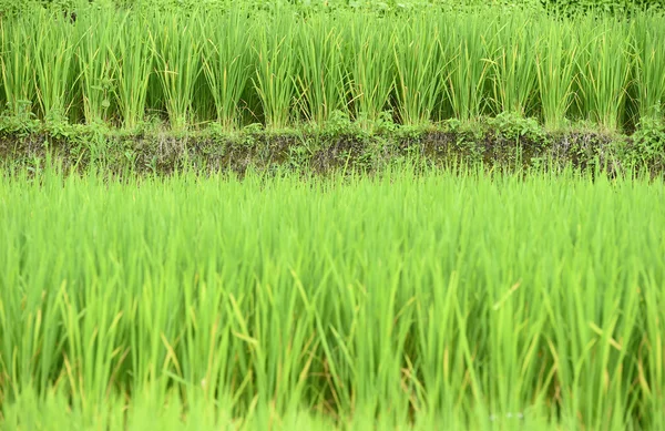 Green rice fields in Thailand — Stock Photo, Image