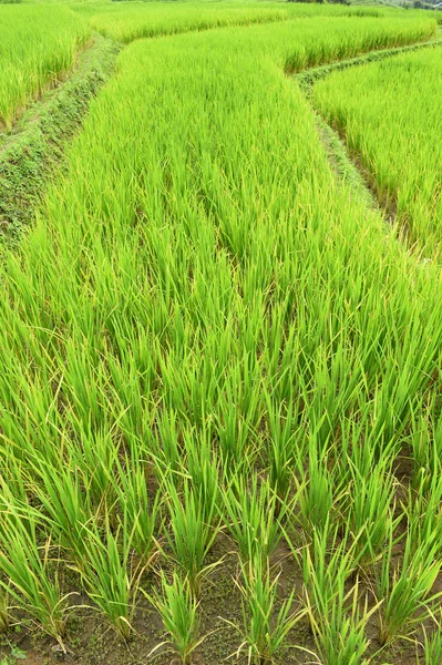 Grüne Reisfelder in Thailand — Stockfoto
