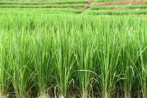 Campos de arroz verde en Tailandia —  Fotos de Stock