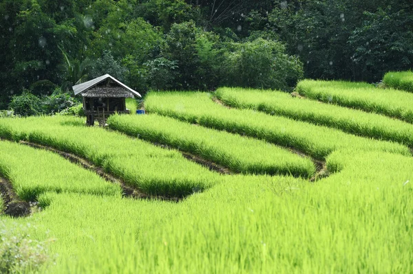 Chiangmai alanında yeşil teraslı pirinç — Stok fotoğraf