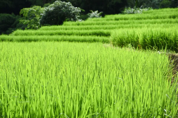 Chiangmai alanında yeşil teraslı pirinç — Stok fotoğraf