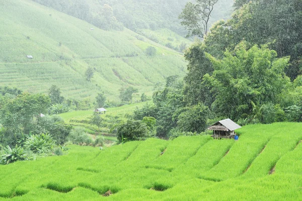 Green Terraced Rice Field in Chiangmai — Stock Photo, Image