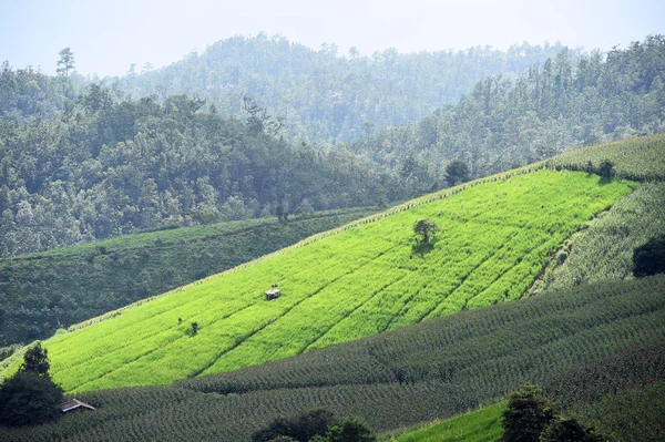 Chiangmai alanında yeşil teraslı pirinç — Stok fotoğraf