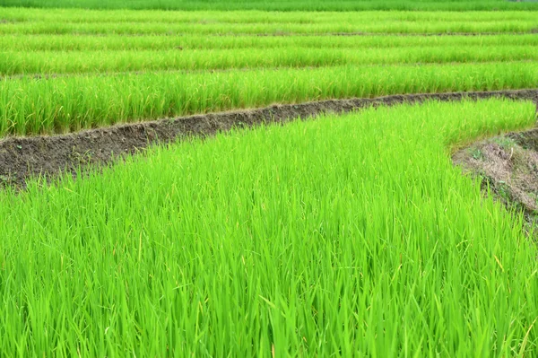 Campos de arroz verde na Tailândia — Fotografia de Stock