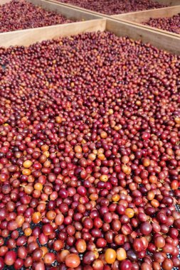 Kahve çekirdekleri güneşte kuruyor.