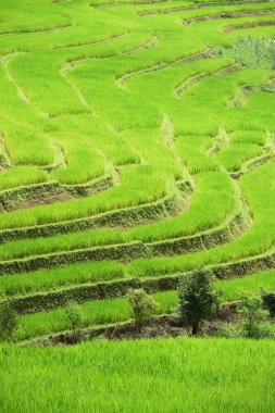 chiangmai alanında yeşil teraslı pirinç