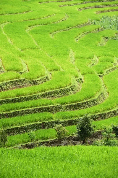 Campo de arroz con terrazas verdes en Chiangmai — Foto de Stock
