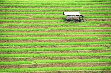 chiangmai alanında yeşil teraslı pirinç