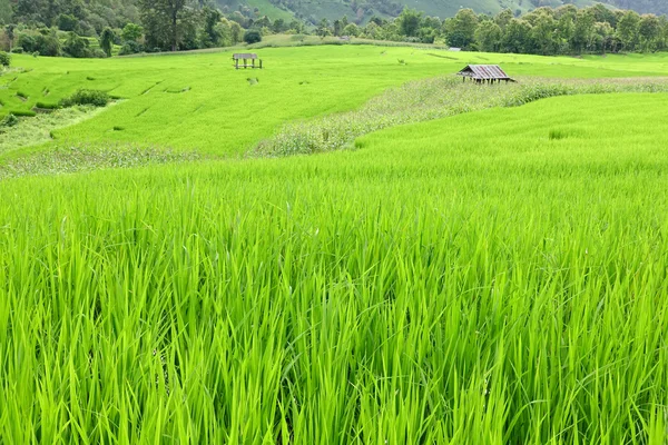 Зелені рисові поля в Таїланді — стокове фото