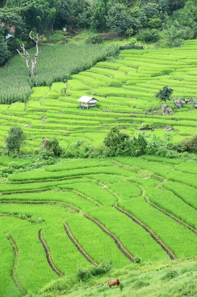 Green Terraced Rice Field in Chiangmai — Stock Photo, Image