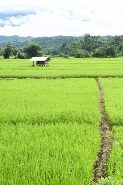 Pola ryżu z góry tło — Zdjęcie stockowe