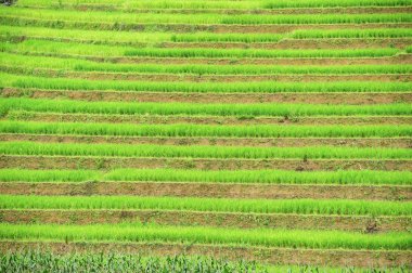 chiangmai alanında yeşil teraslı pirinç