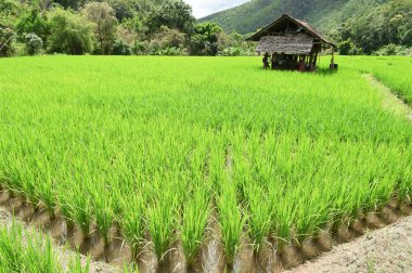 Tayland 'da yeşil pirinç tarlaları