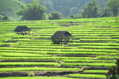 chiangmai alanında yeşil teraslı pirinç