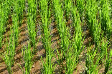 Tayland 'da yeşil pirinç tarlaları