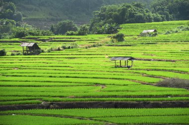 chiangmai alanında yeşil teraslı pirinç