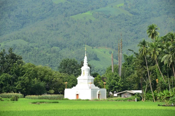 Green rice fields in Thailand — Stock Photo, Image