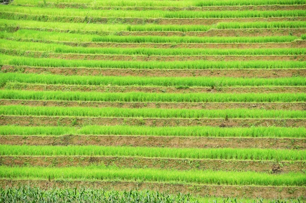 Terrain de riz vert en terrasses à Chiangmai — Photo