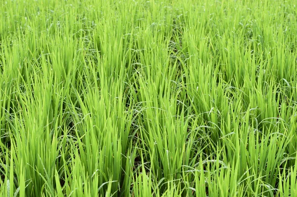 Risaie verdi in Thailandia — Foto Stock