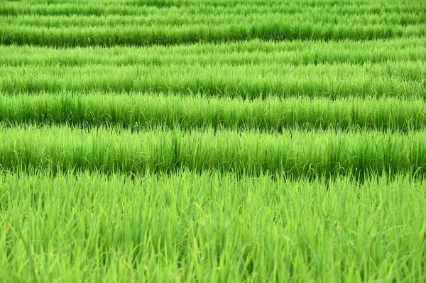 Green rice fields in Thailand — Stock Photo, Image