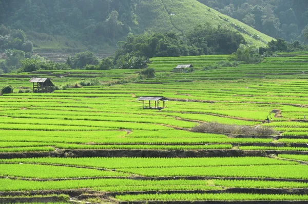 Zöld teraszos rizs mező Chiangmai-ban — Stock Fotó