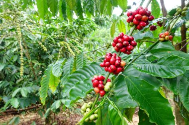 Kahve çekirdekleri olgunlaşma