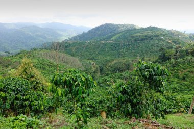 chiangmai Kuzey manzarada Dağ Manzaralı