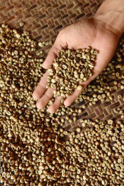 Yeşil kahve çekirdekleri el