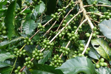 Köküne yeşil kahve.