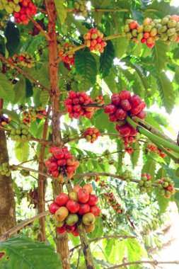 Ağaçta olgunlaşan kahve çekirdekleri