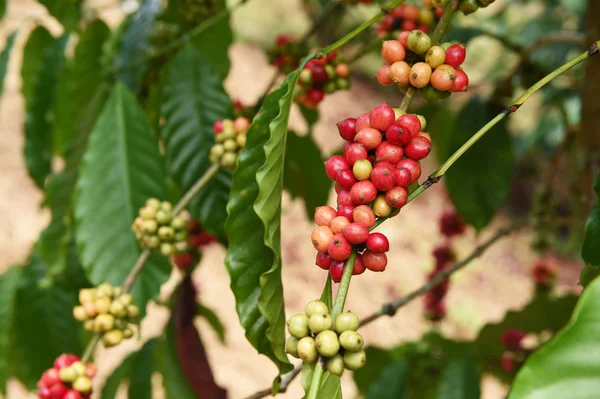 Granos de café madurando en un árbol —  Fotos de Stock