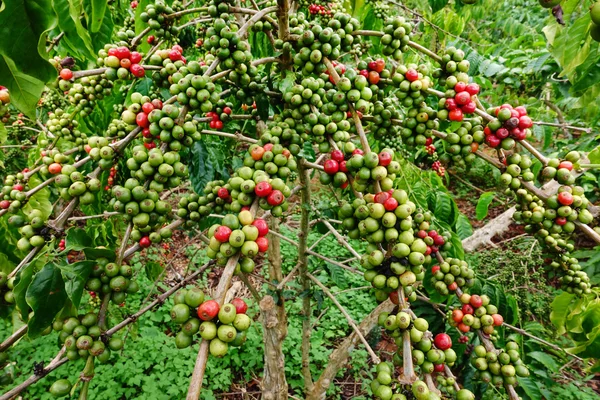 木の上で熟すコーヒー豆 — ストック写真
