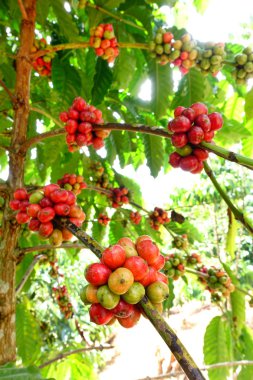 Ağaçta olgunlaşan kahve çekirdekleri