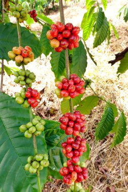 Ağaçta olgunlaşan kahve çekirdekleri