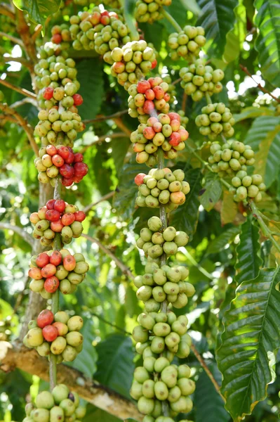 Green coffee beans on stem.