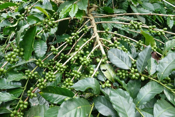 Granos de café verdes en tallo. — Foto de Stock