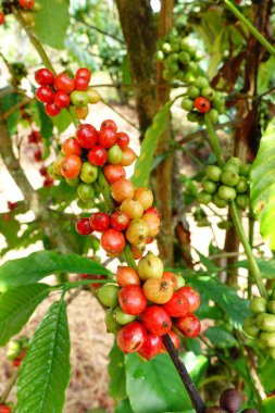 Ağaçta olgunlaşan kahve çekirdekleri