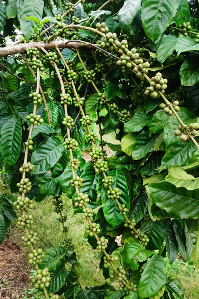 Green coffee beans on stem