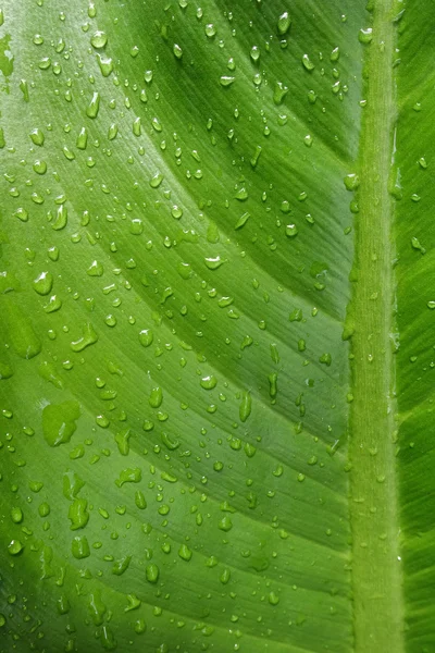 Schönes grünes Blatt mit Wassertropfen — Stockfoto