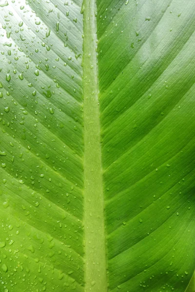 Schönes grünes Blatt mit Wassertropfen — Stockfoto