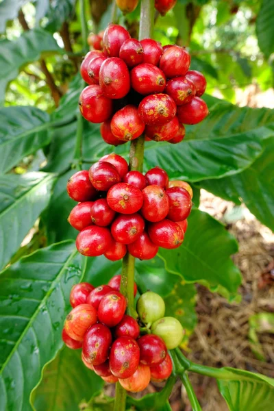 Granos de café madurando en un árbol —  Fotos de Stock