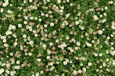 Yaz ya da bahar Papatya çiçekli güzel bahçe