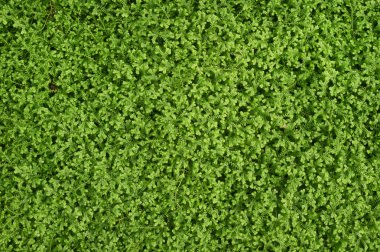 Yeşil bitki doğa arka planda