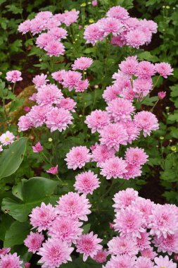 Bahçede güzel bir yıldız çiçeği