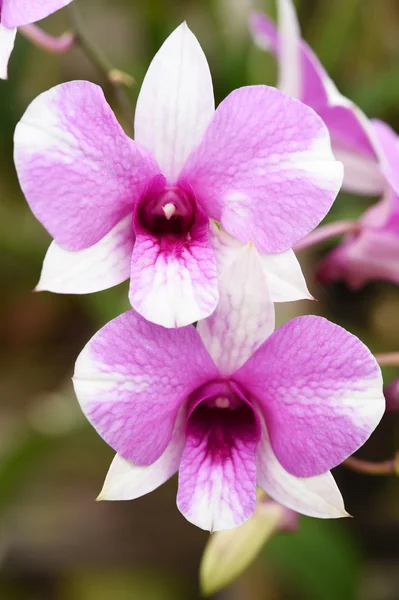 Orchideenblume im Garten — Stockfoto