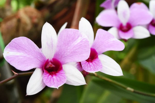 Орхидея цветок в саду — стоковое фото