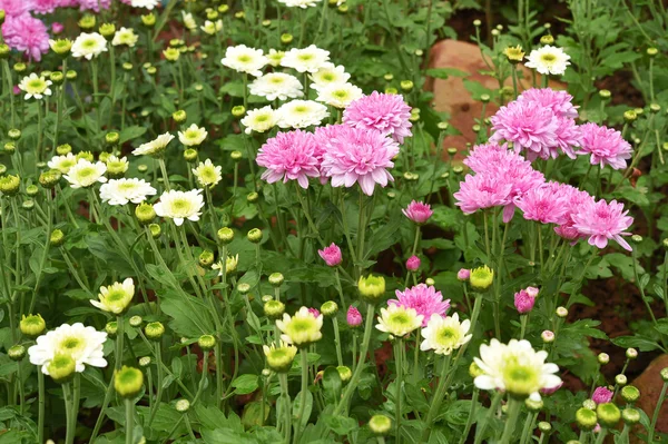 Beautiful dahlia in the garden — Stock Photo, Image