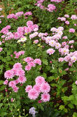 Bahçede güzel bir yıldız çiçeği