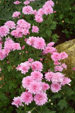 Bahçede güzel bir yıldız çiçeği